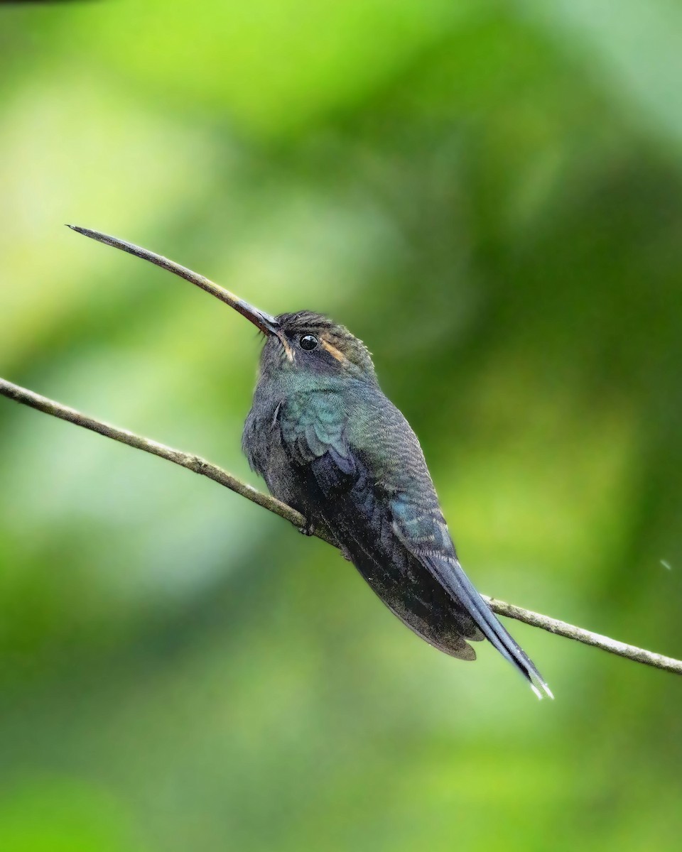 Ерміт колумбійський - ML645873773