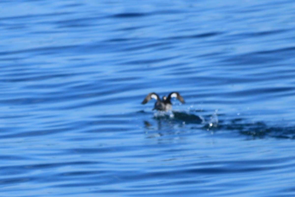 White-winged Scoter - ML645873779
