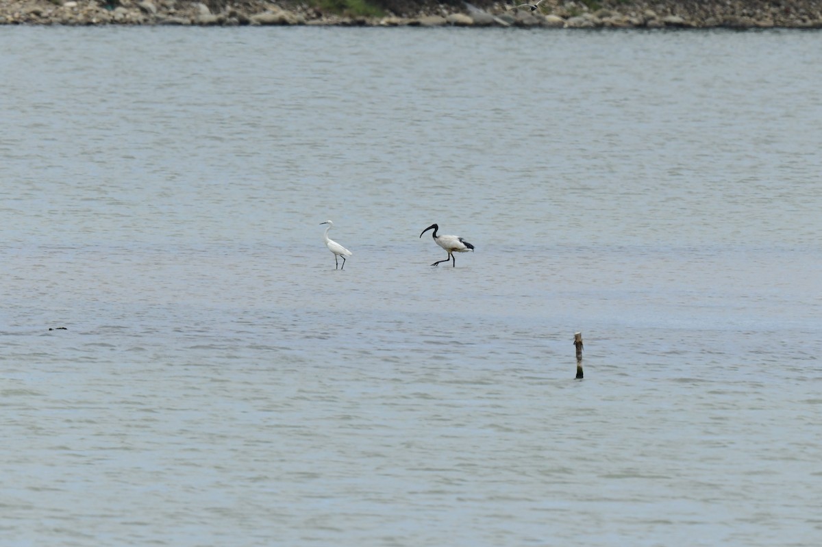 African Sacred Ibis - ML645873786