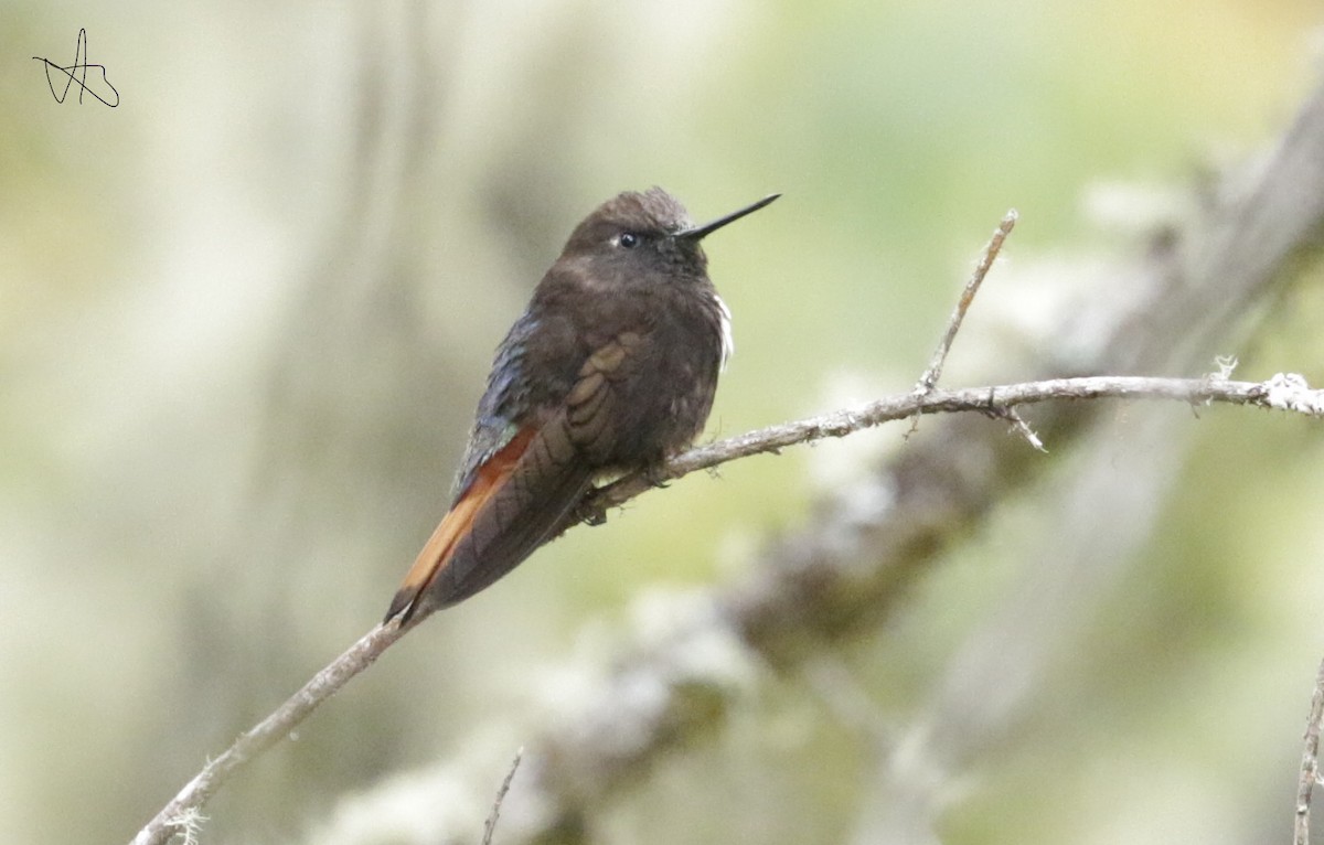 Black-hooded Sunbeam - ML645873789