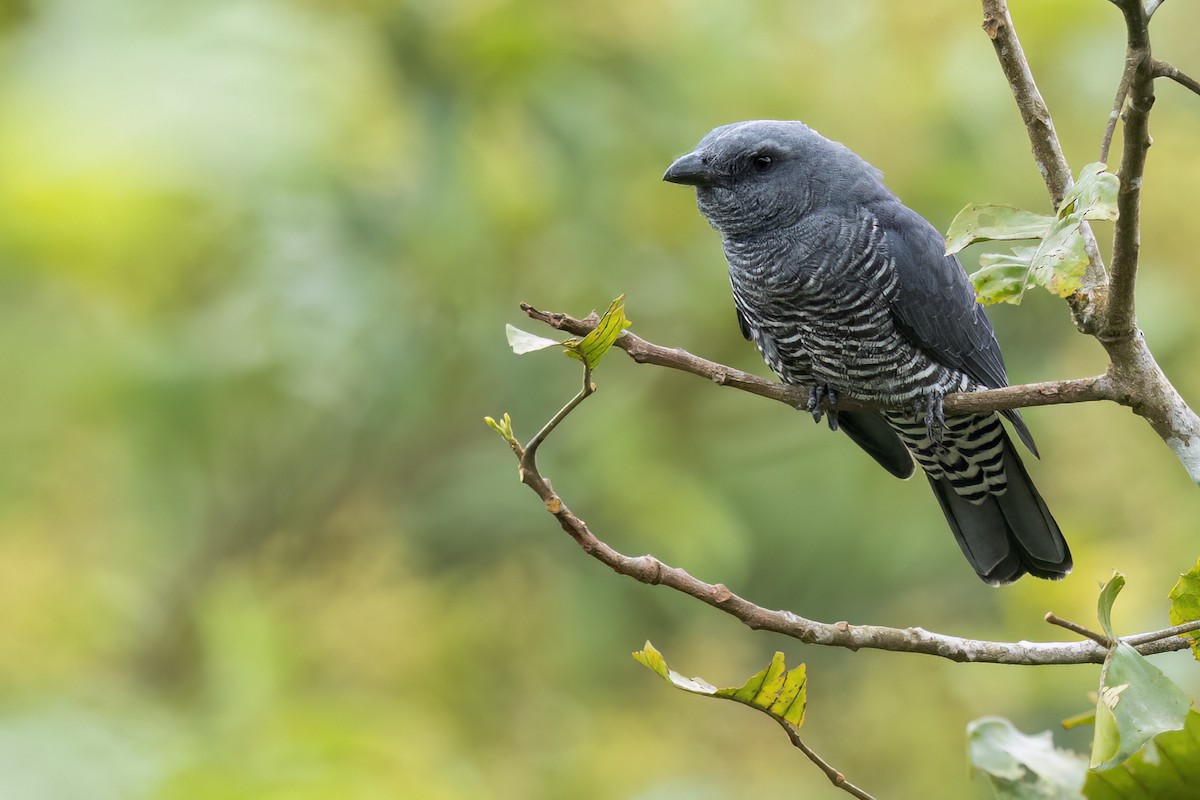 Visayan Cuckooshrike - ML645873793
