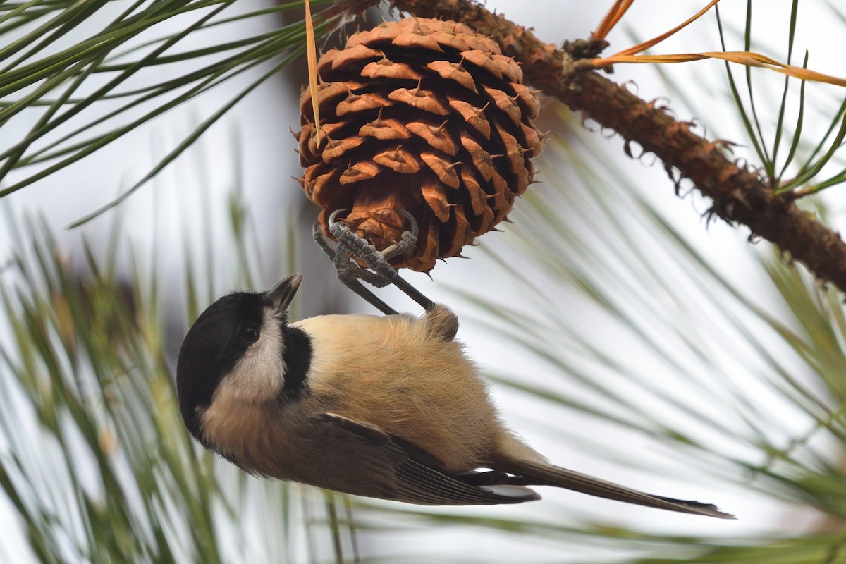 Carolina Chickadee - ML645873798