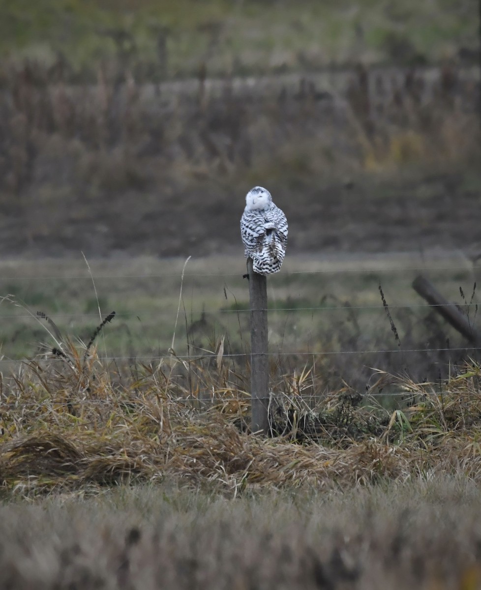 Snowy Owl - ML645873799