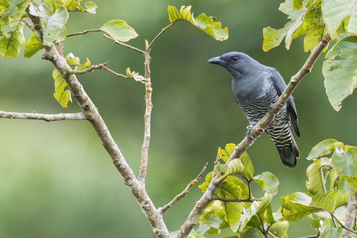 Visayan Cuckooshrike - ML645873814