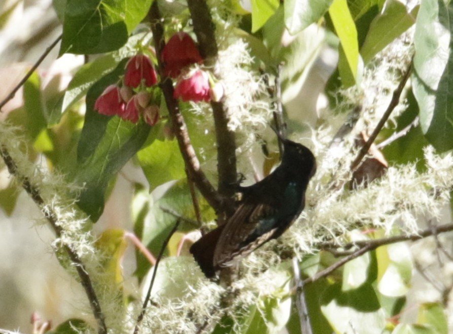 Black-hooded Sunbeam - ML645873815