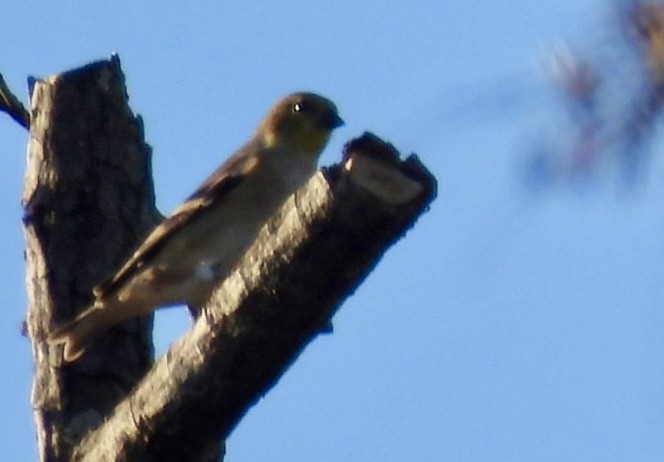 American Goldfinch - ML645873825
