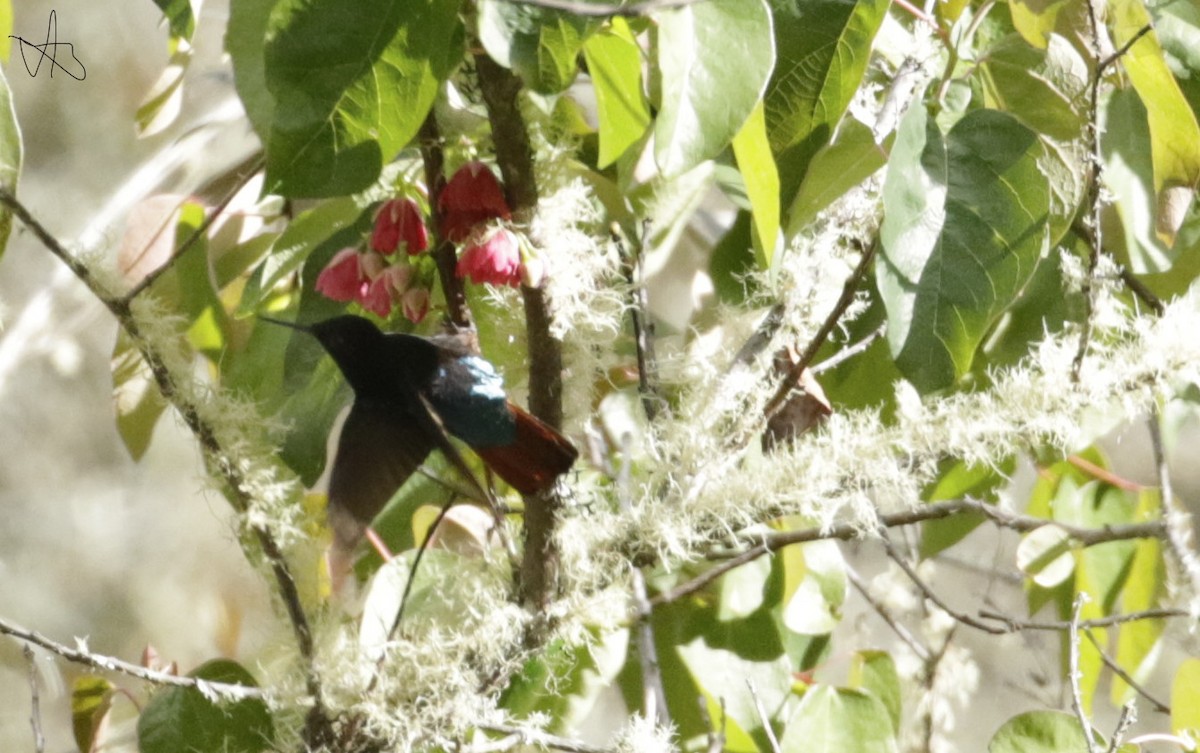 Black-hooded Sunbeam - ML645873826