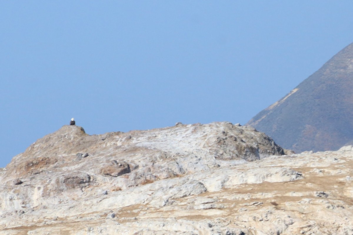 Bald Eagle - ML645873830