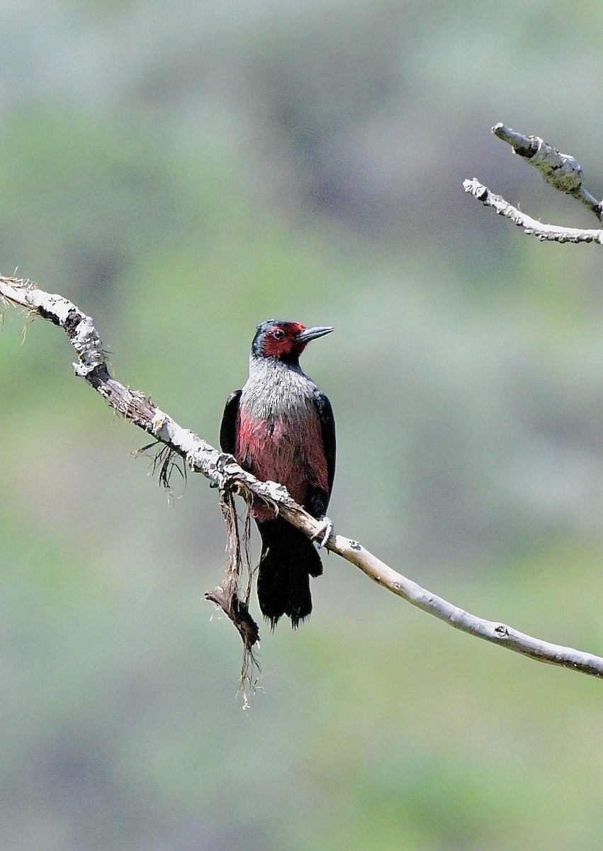 Blutgesichtspecht - ML645873831