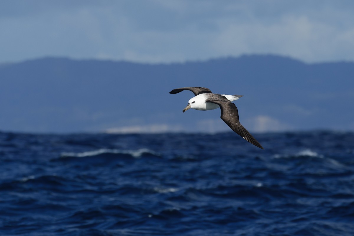 Black-browed Albatross (Black-browed) - ML645873832