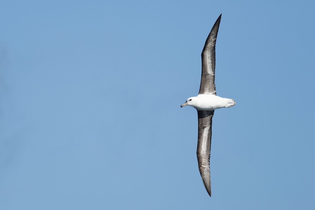 Black-browed Albatross (Black-browed) - ML645873833