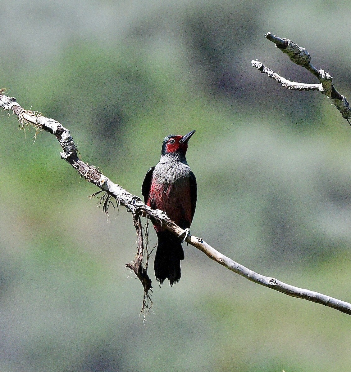 Blutgesichtspecht - ML645873836