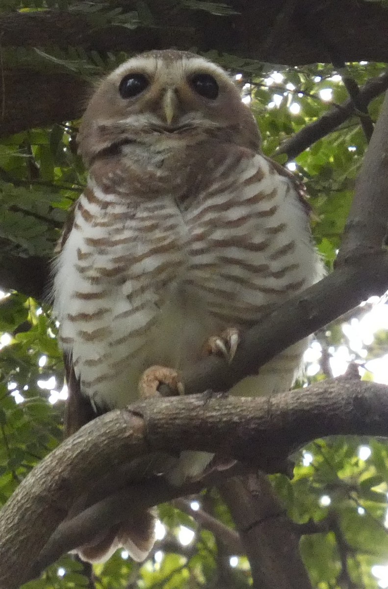White-browed Owl - ML645873837
