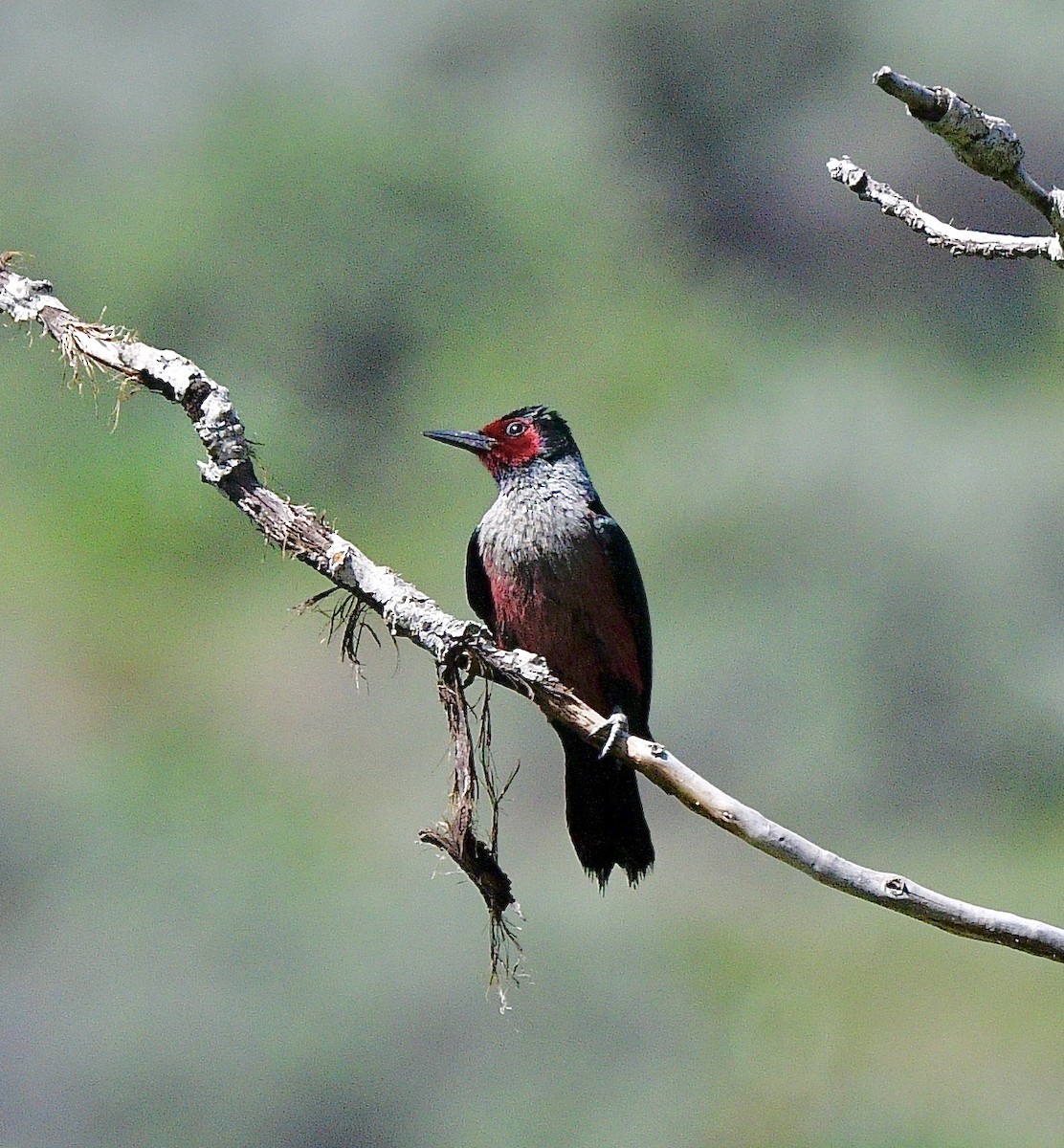 Blutgesichtspecht - ML645873838