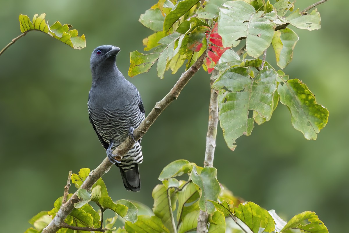Visayan Cuckooshrike - ML645873840