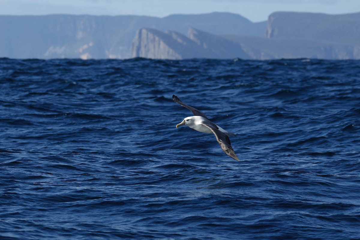 White-capped Albatross (cauta) - ML645873845