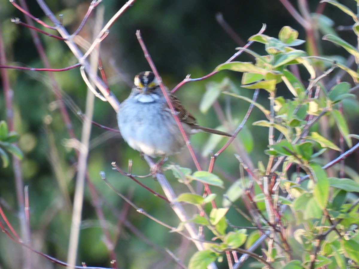 White-throated Sparrow - ML645873848