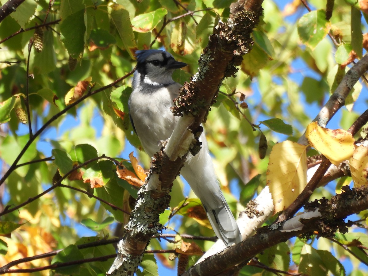 Blue Jay - ML645873850