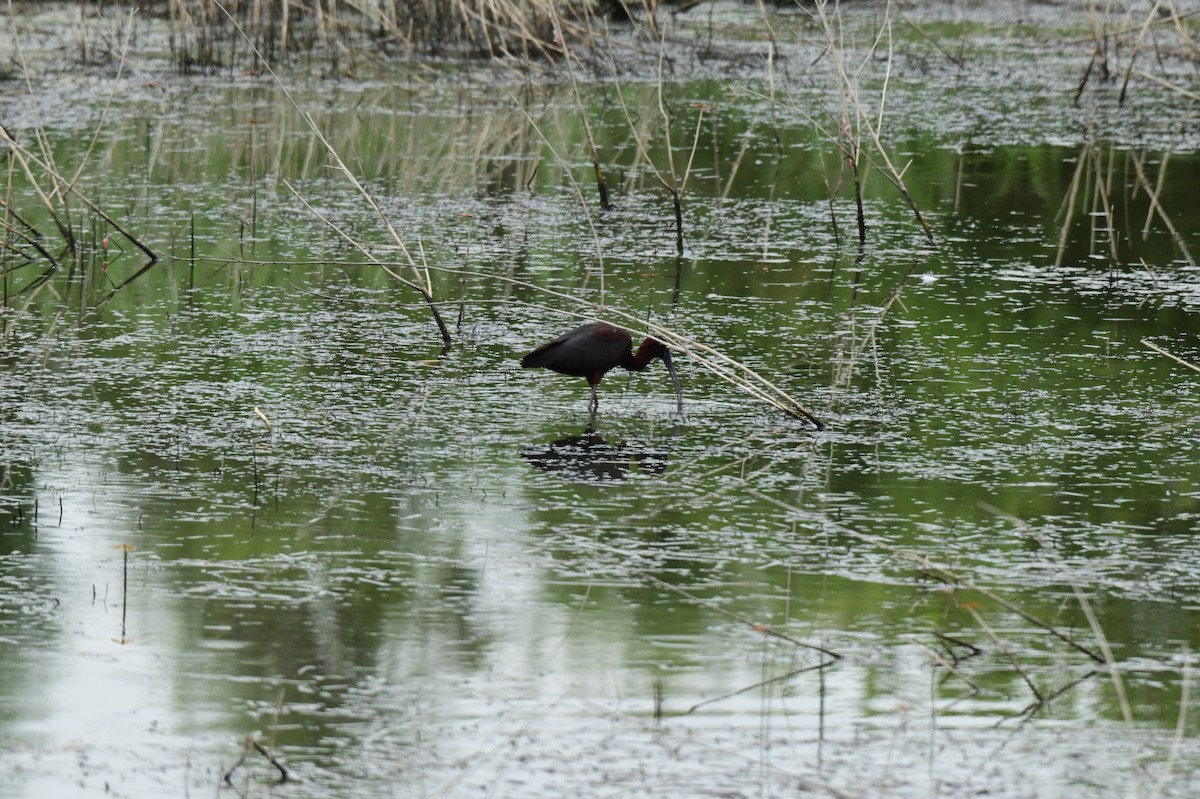 Glossy Ibis - ML645873852