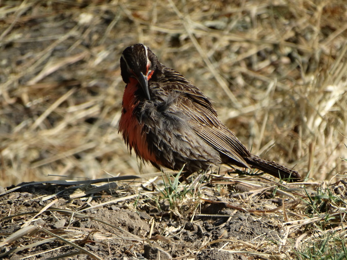 Long-tailed Meadowlark - ML645873860