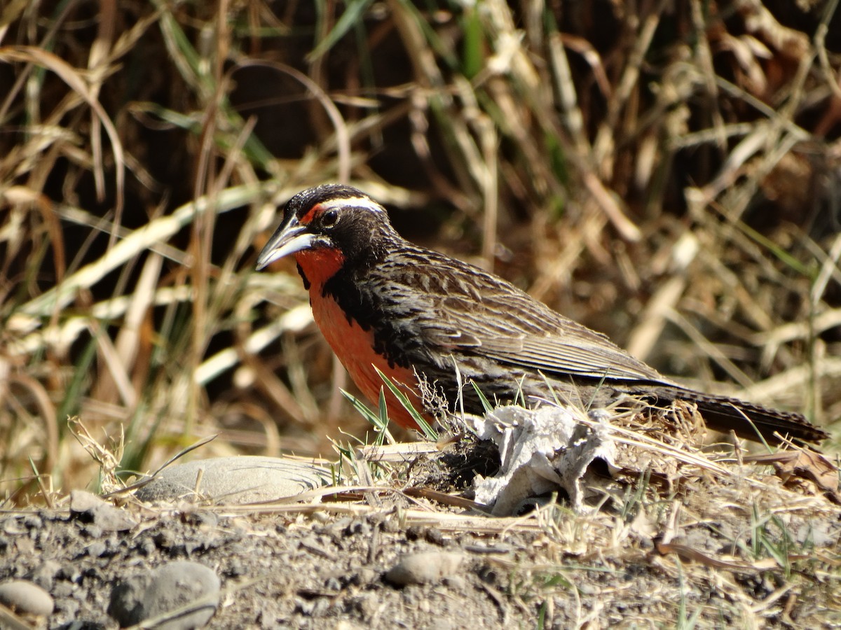 Long-tailed Meadowlark - ML645873861