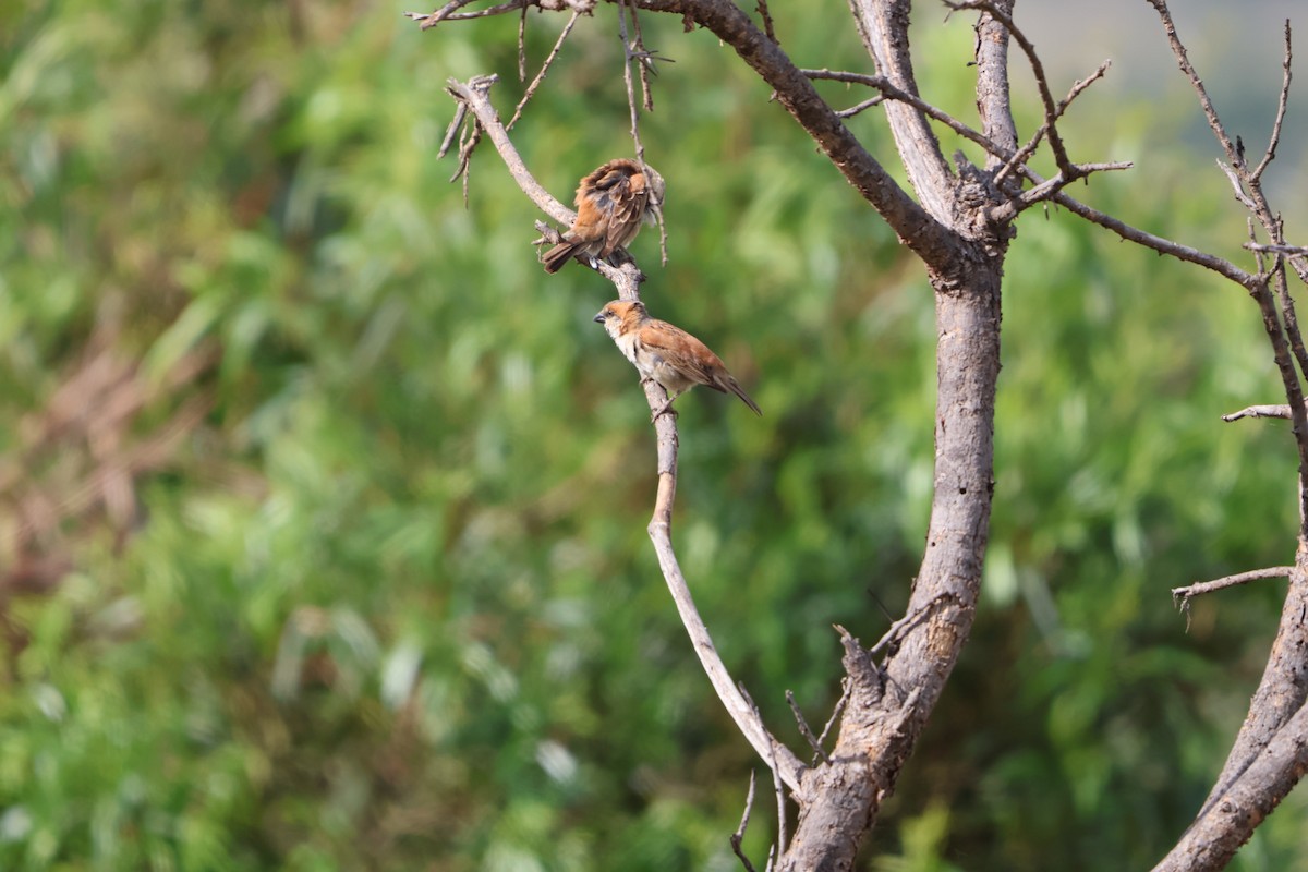 オオスズメ - ML645873863