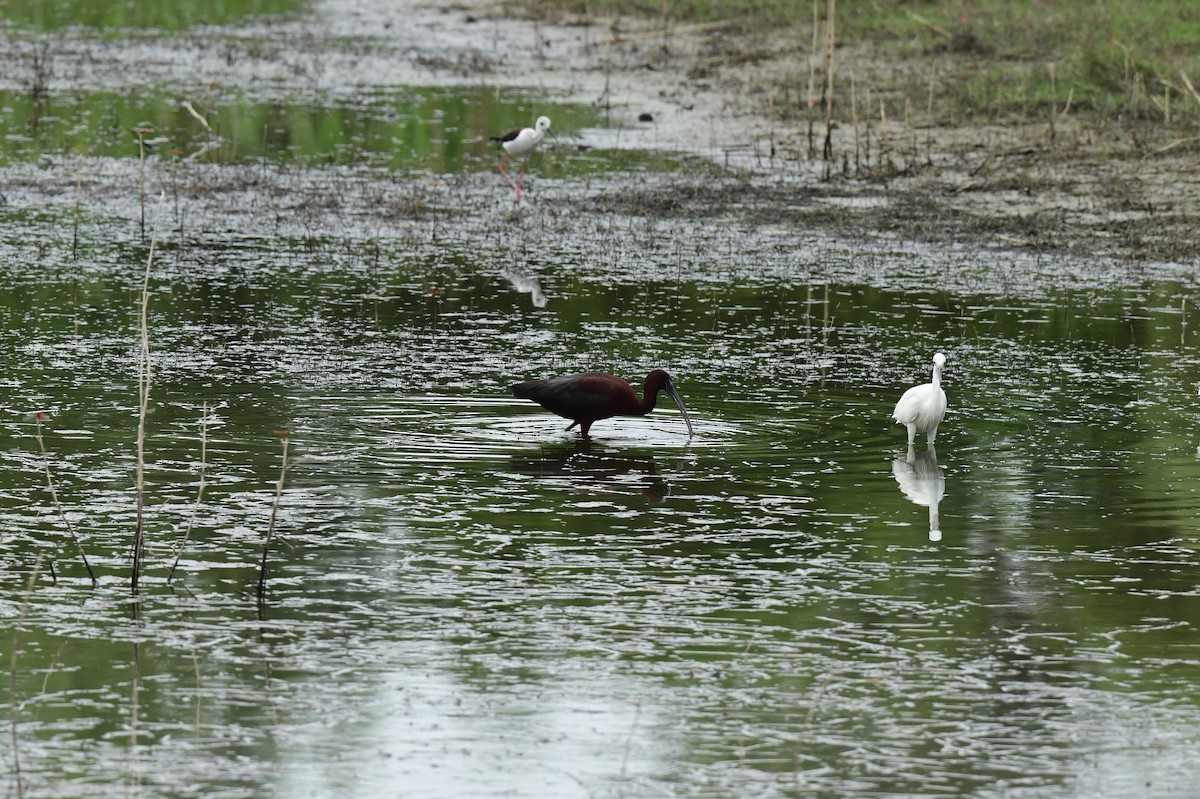 Glossy Ibis - ML645873865