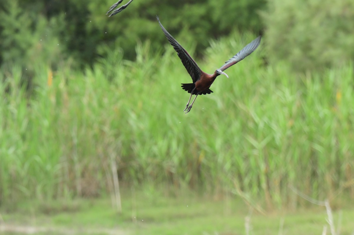 Glossy Ibis - ML645873870