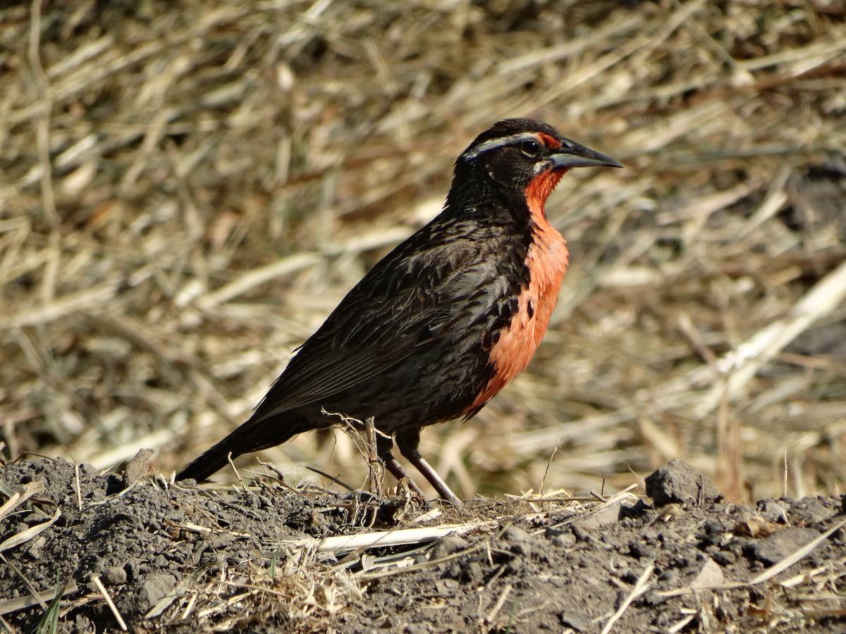 Long-tailed Meadowlark - ML645873872