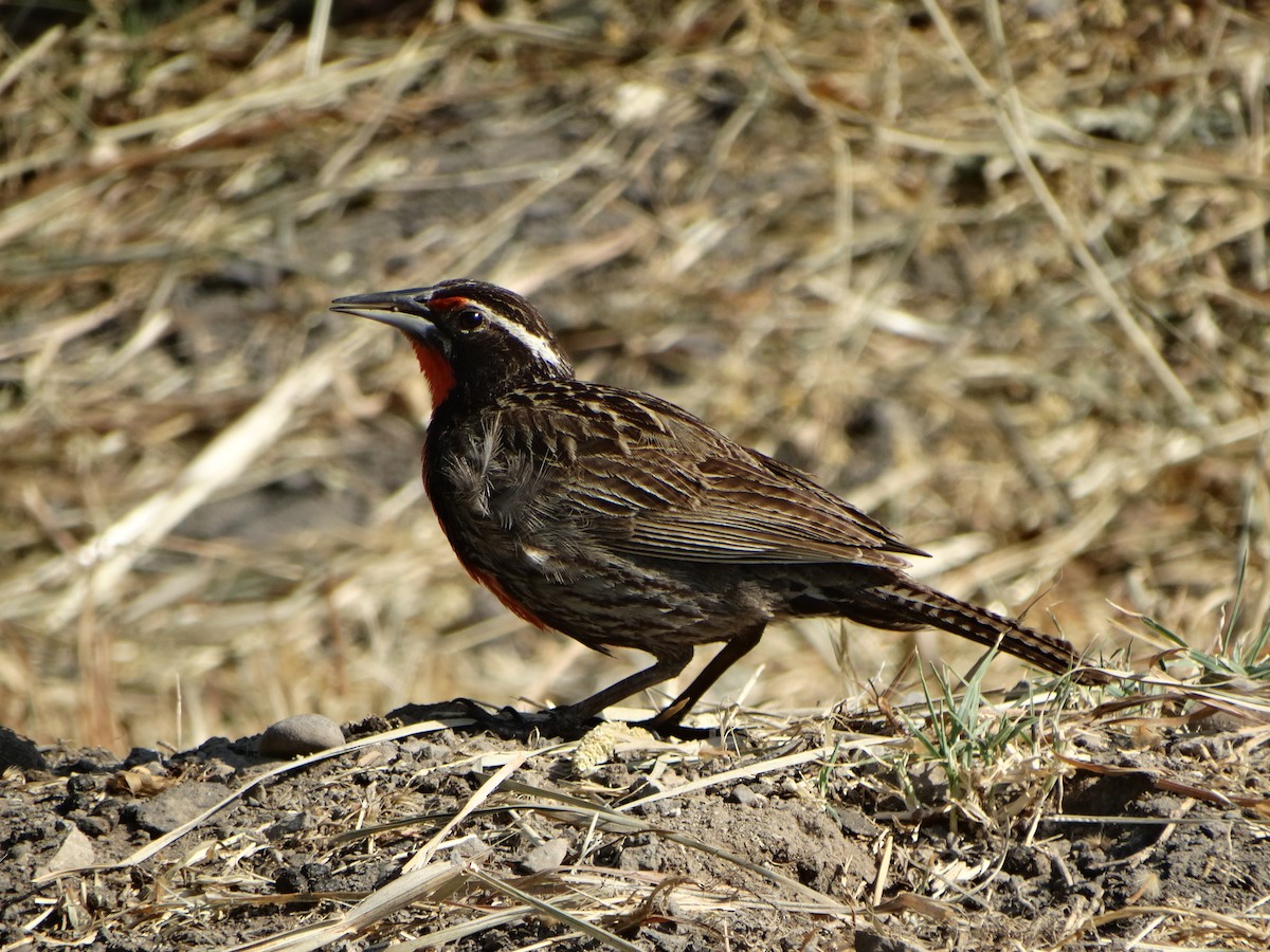 Long-tailed Meadowlark - ML645873873