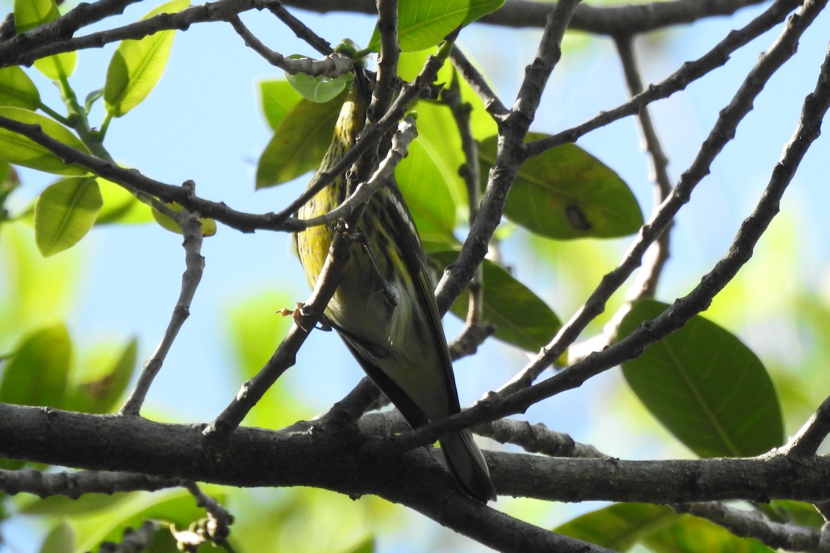 Cape May Warbler - ML645873874