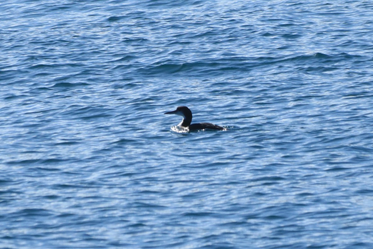 Common Loon - ML645873882