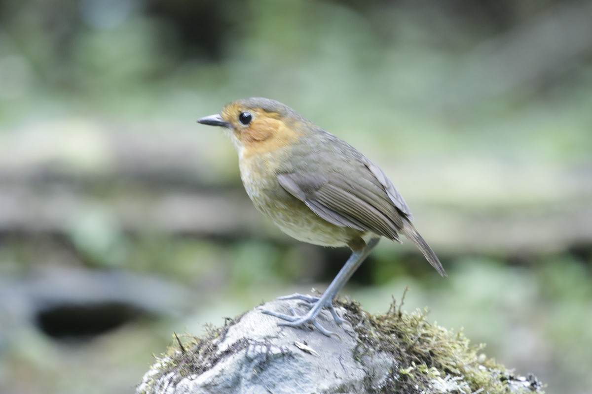 Bolivian Antpitta - ML645873883