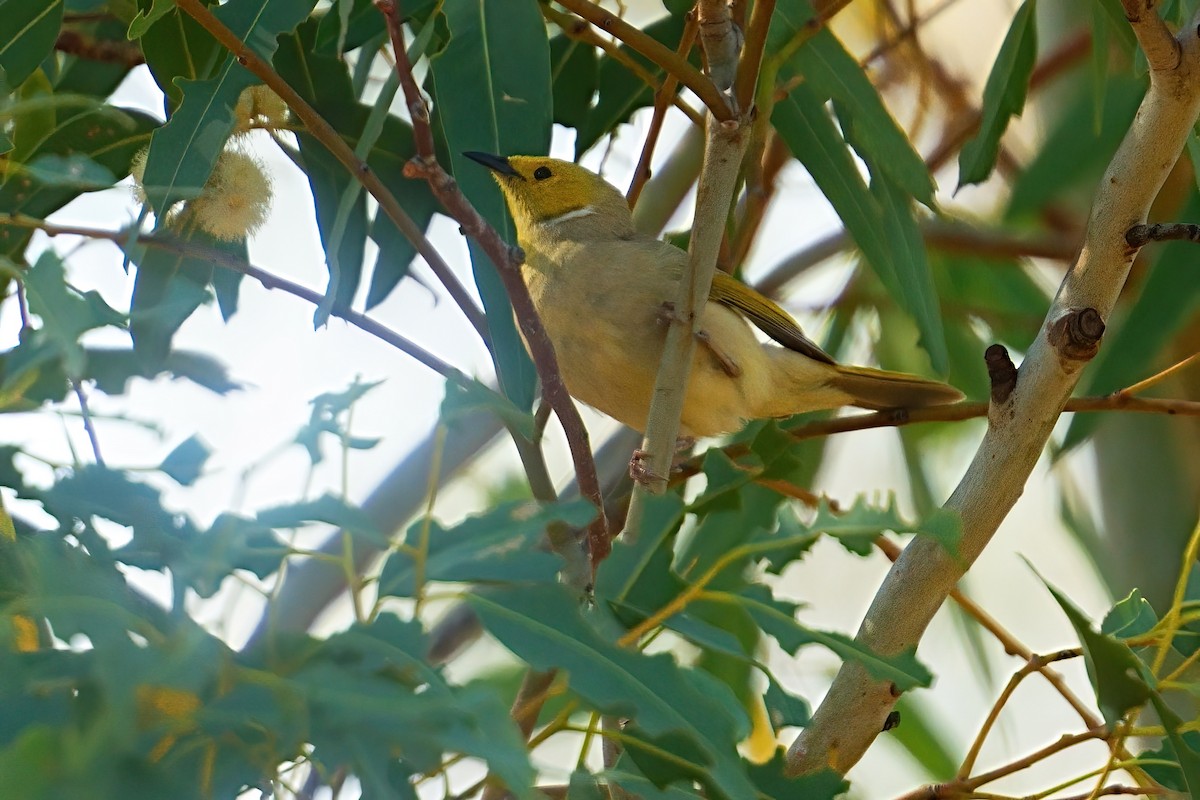 White-plumed Honeyeater - ML645873884