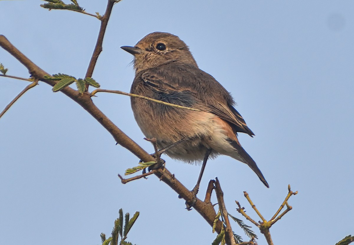 Pied Bushchat - ML645873886