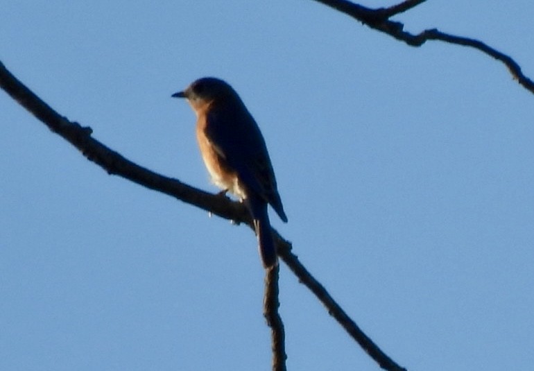 Eastern Bluebird - ML645873890