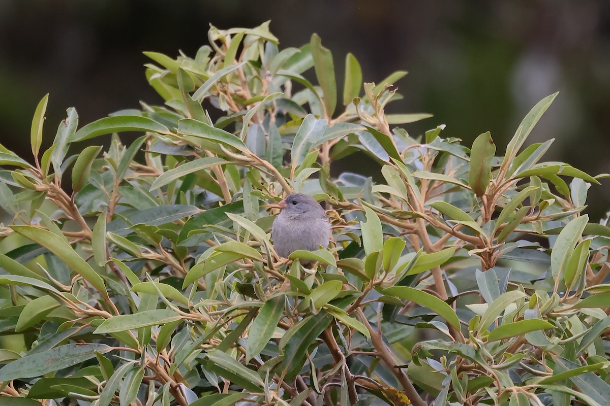 Plain-colored Seedeater - ML645873895
