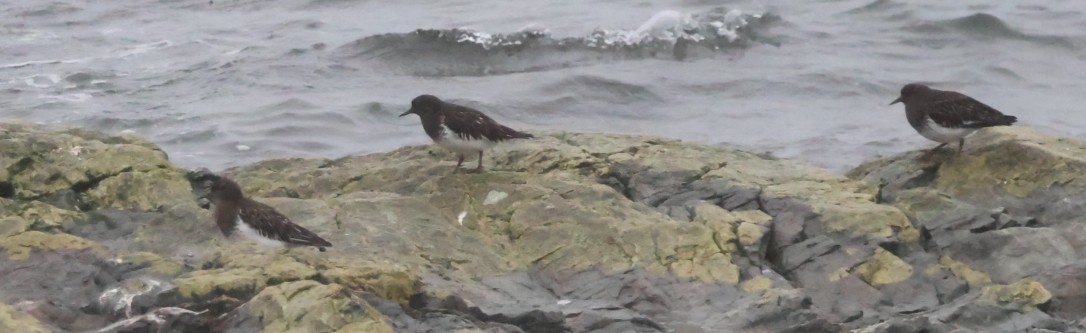 Black Turnstone - ML645873900