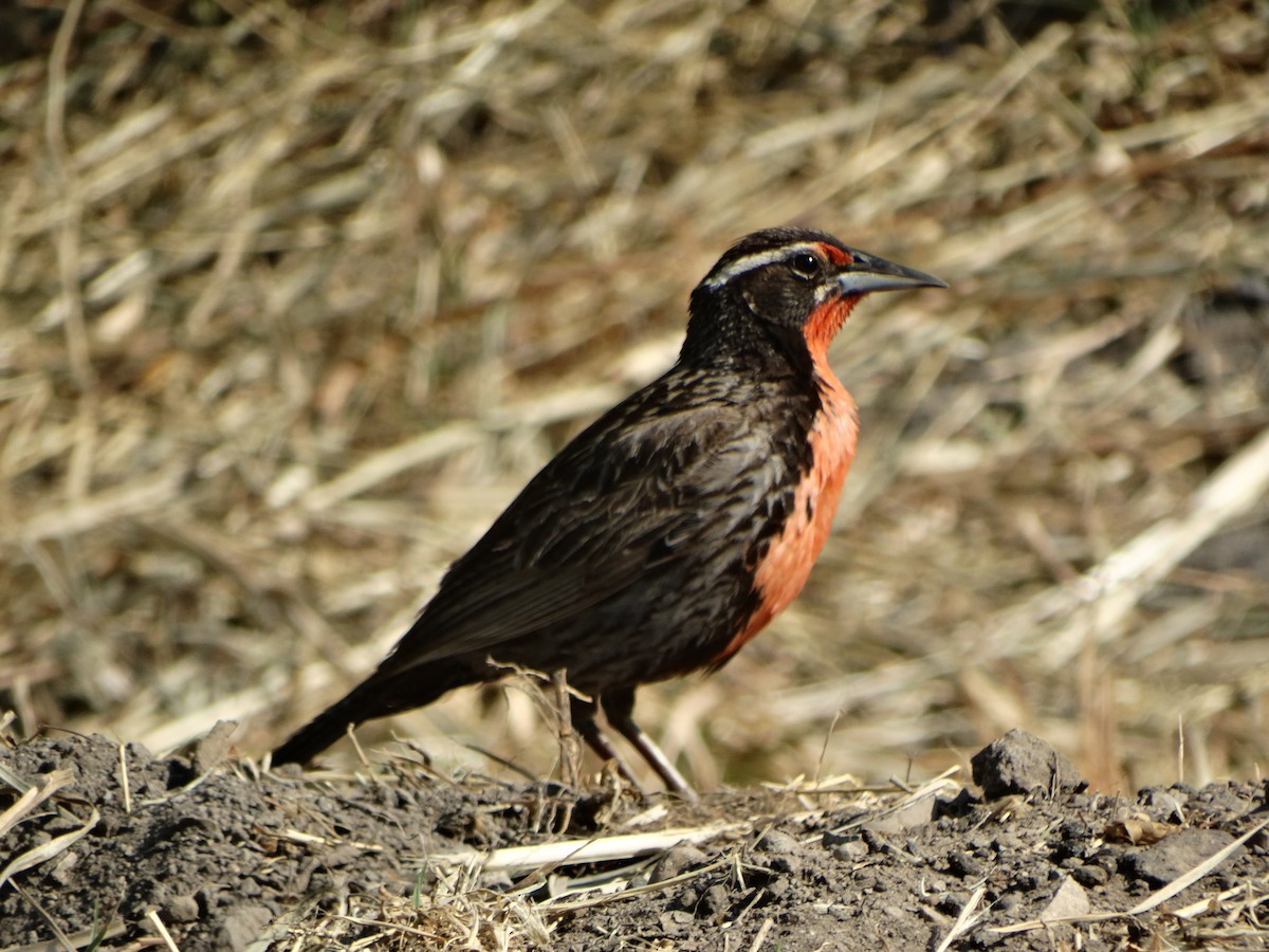 Long-tailed Meadowlark - ML645873902