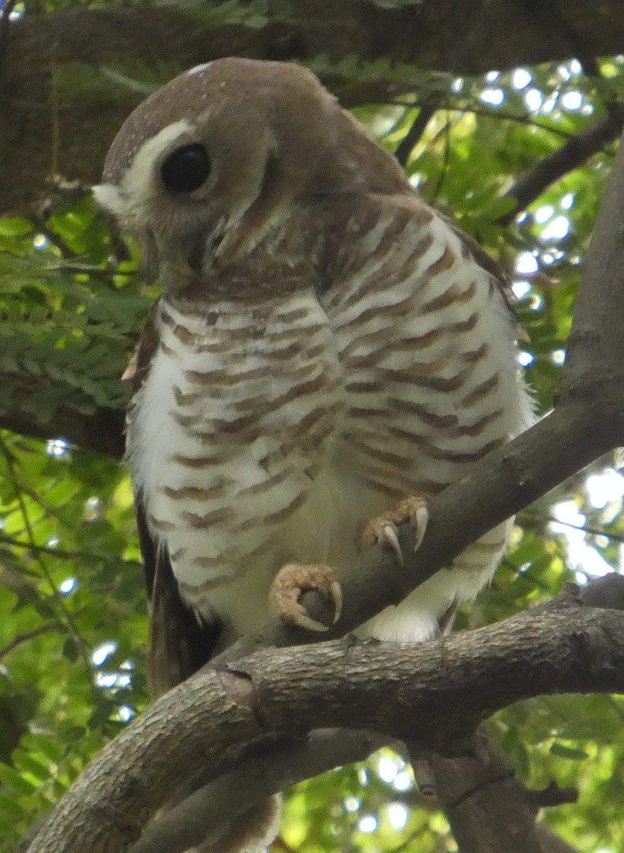 White-browed Owl - ML645873907