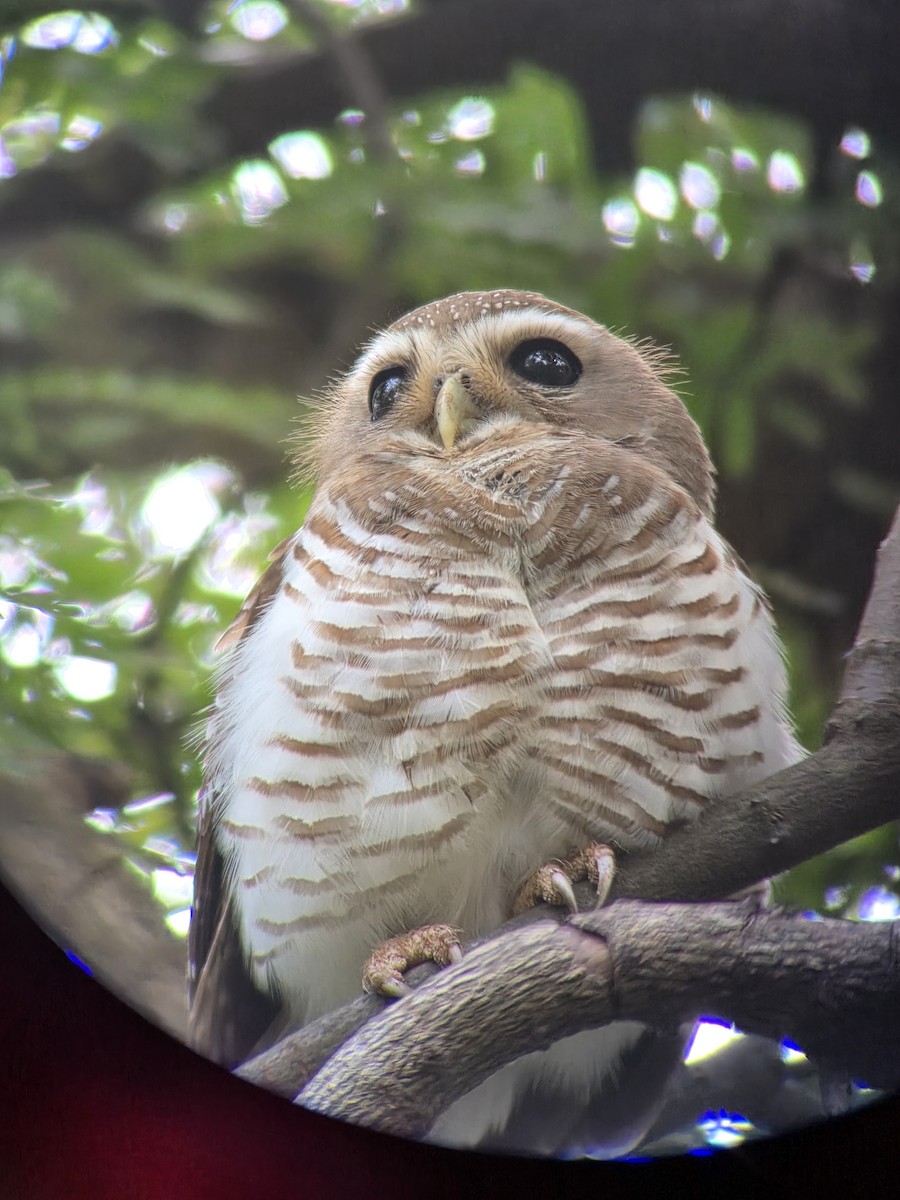 White-browed Owl - ML645873908