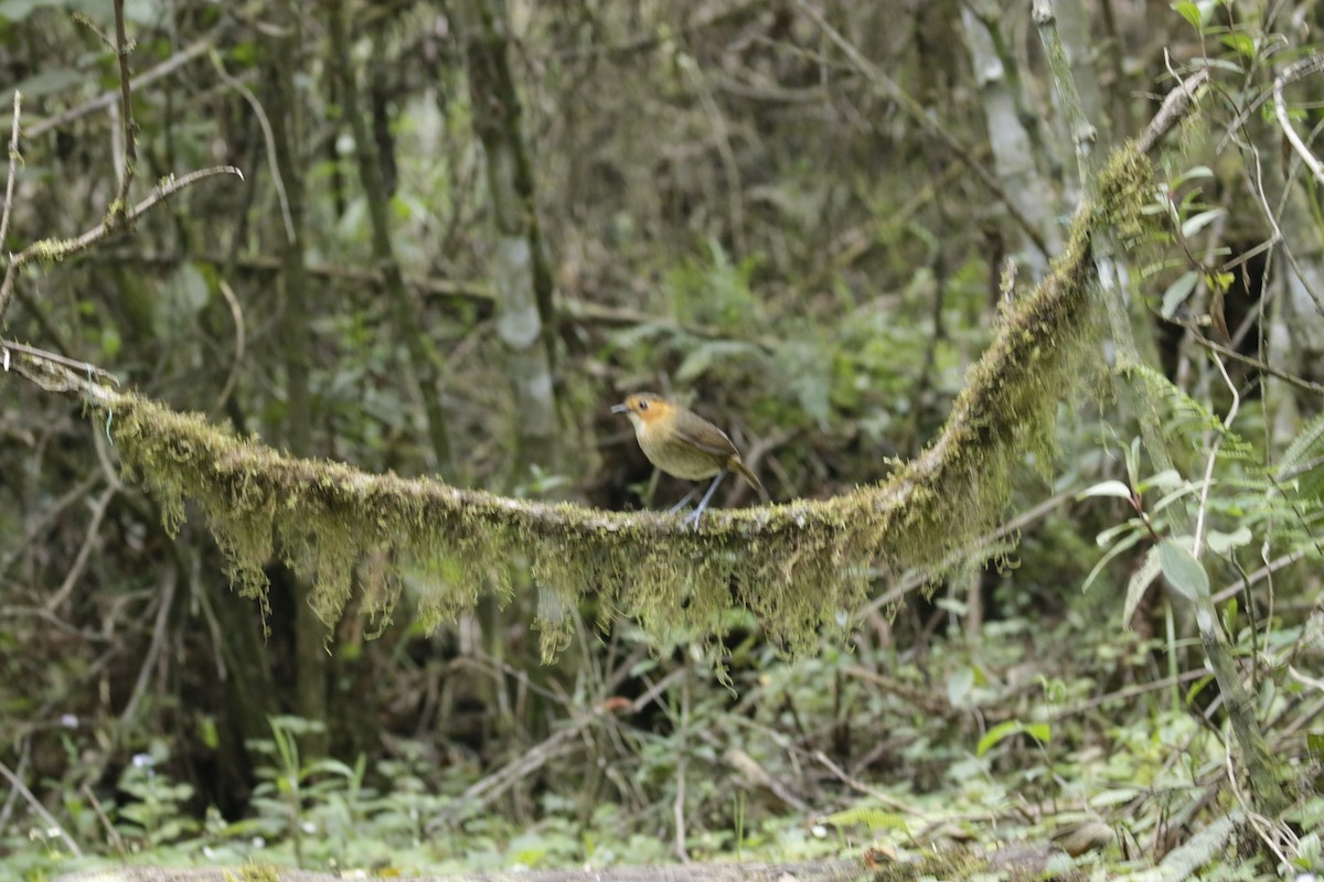 Bolivian Antpitta - ML645873910