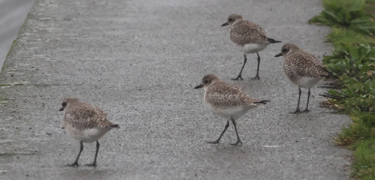Black-bellied Plover - ML645873916