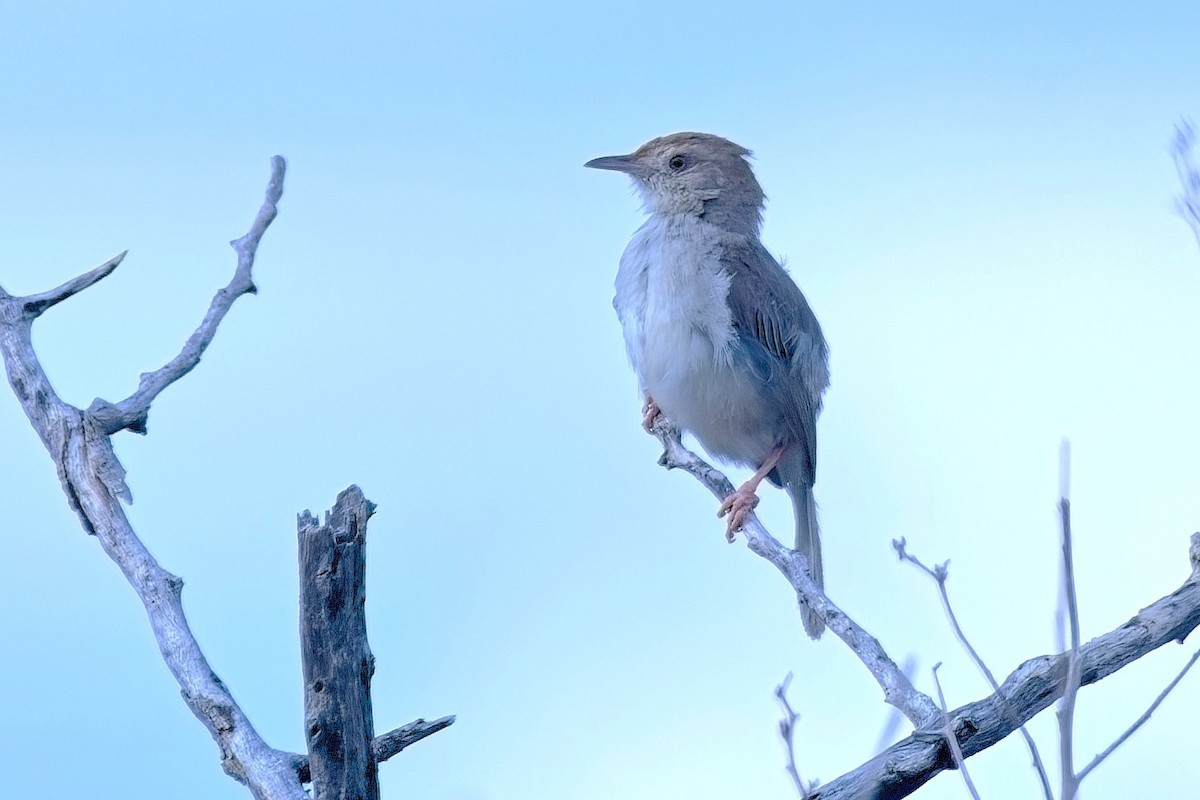 Piping Cisticola - ML645873920