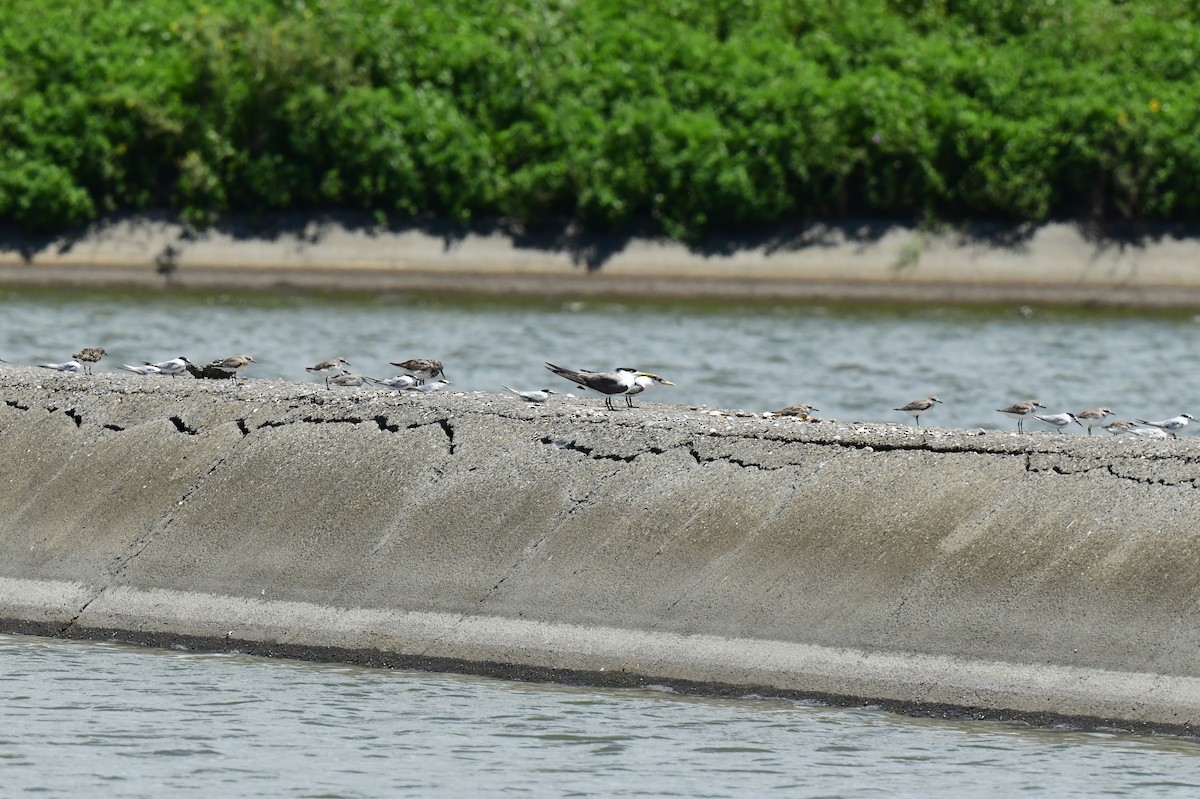 Great Crested Tern - ML645873934