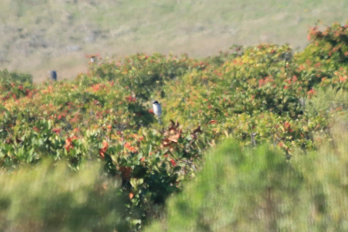 Loggerhead Shrike - ML645873938
