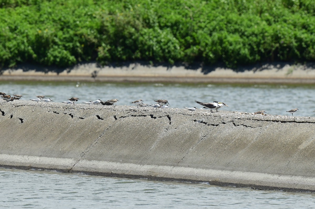 Great Crested Tern - ML645873939