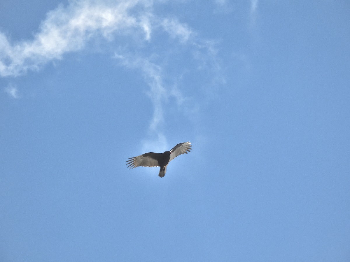 Turkey Vulture - ML645873942