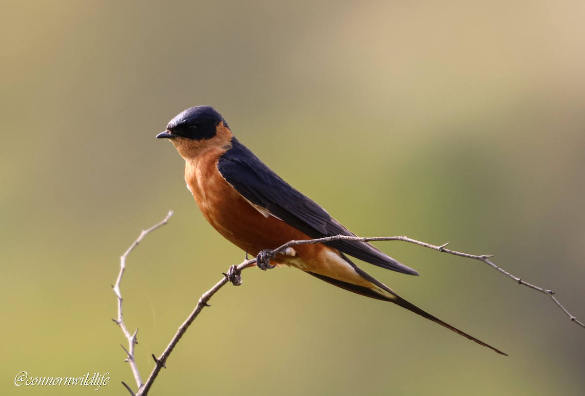 Rufous-chested Swallow - ML645873943