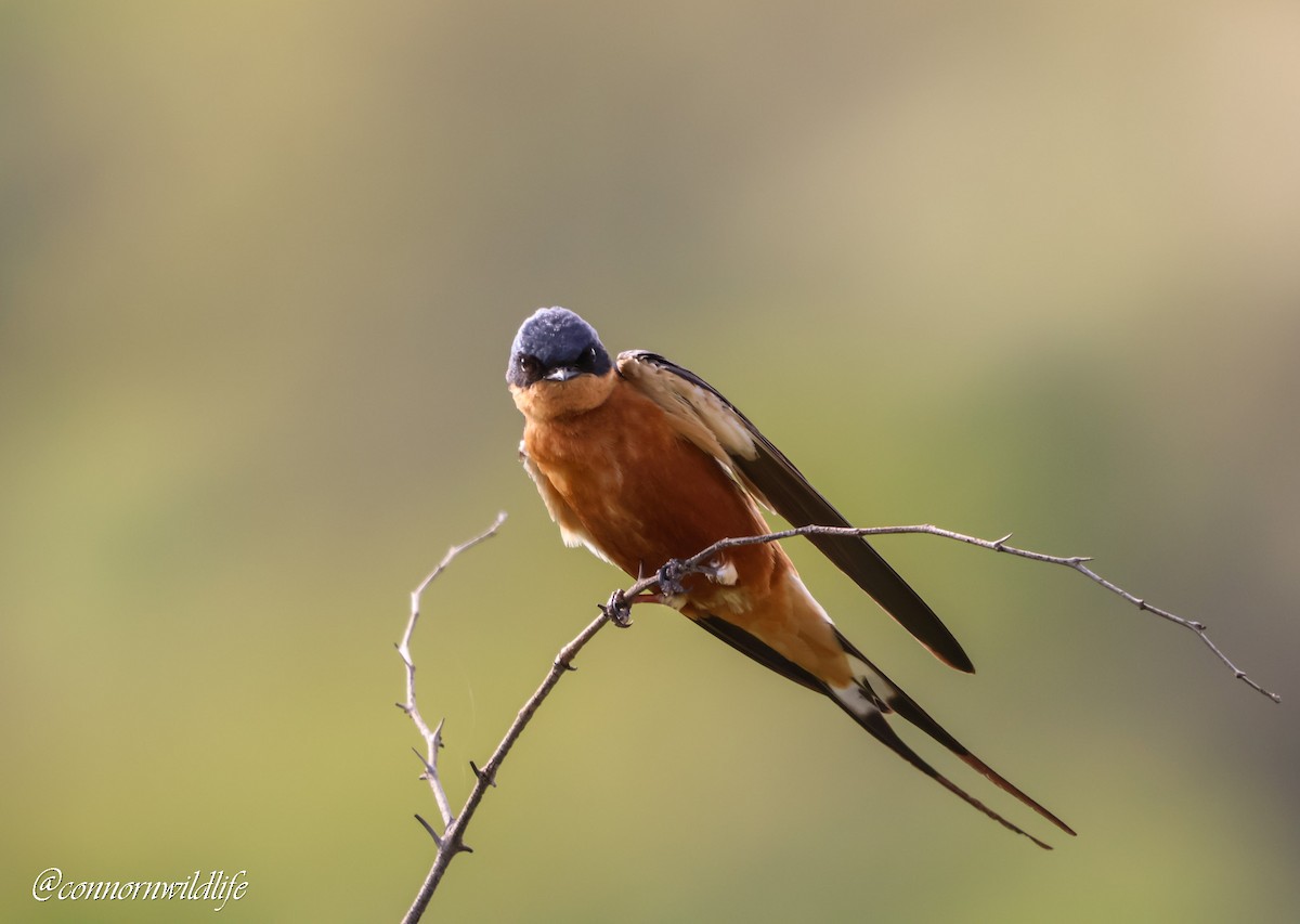 Rufous-chested Swallow - ML645873944